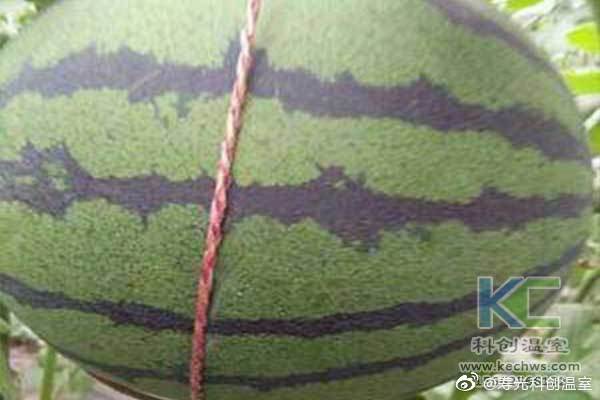 無(wú)土栽培，無(wú)土栽培技術(shù)，無(wú)土栽培設(shè)備