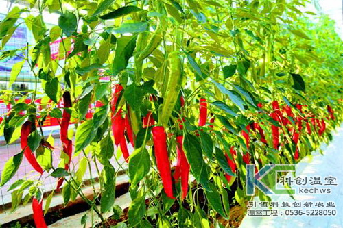 無(wú)土栽培，無(wú)土栽培技術(shù)，無(wú)土栽培設(shè)備