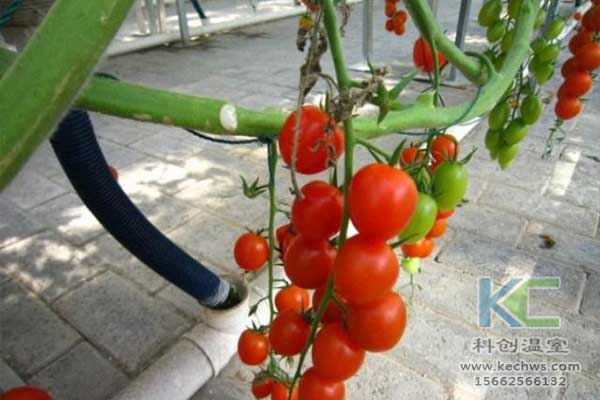 無土栽培，無土栽培技術(shù)，無土栽培設(shè)備