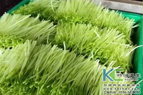 無(wú)土栽培，無(wú)土栽培技術(shù)，無(wú)土栽培設(shè)備