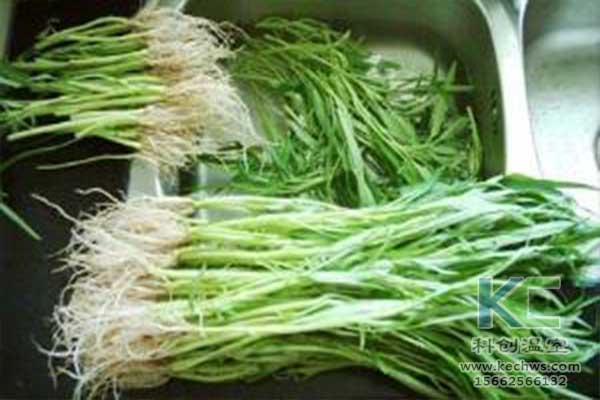 無(wú)土栽培，無(wú)土栽培技術(shù)，無(wú)土栽培設(shè)備
