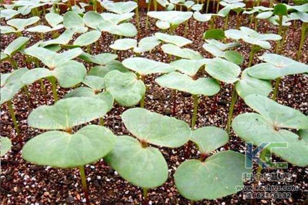 無土栽培，無土栽培技術(shù)，無土栽培設(shè)備