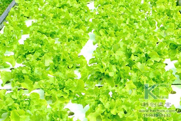 無土栽培，無土栽培技術，無土栽培設備，蔬菜栽培