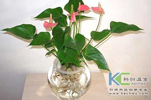 無(wú)土栽培，無(wú)土栽培技術(shù)，無(wú)土栽培設(shè)備