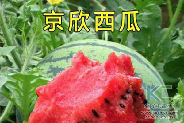 無(wú)土栽培，無(wú)土栽培技術(shù)，無(wú)土栽培設(shè)備