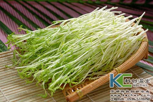 無(wú)土栽培，無(wú)土栽培技術(shù)，無(wú)土栽培設(shè)備