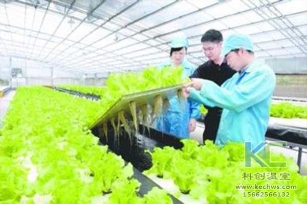 無(wú)土栽培，無(wú)土栽培技術(shù)，無(wú)土栽培設(shè)備