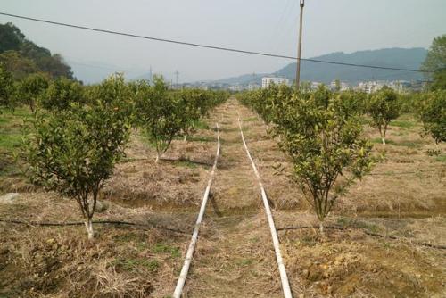 無土栽培，無土栽培技術(shù)，無土栽培設(shè)備