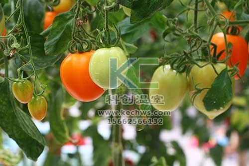無(wú)土栽培，無(wú)土栽培技術(shù)，無(wú)土栽培設(shè)備