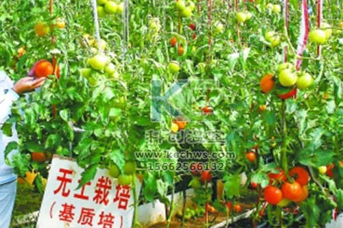 無(wú)土栽培，無(wú)土栽培技術(shù)，無(wú)土栽培設(shè)備