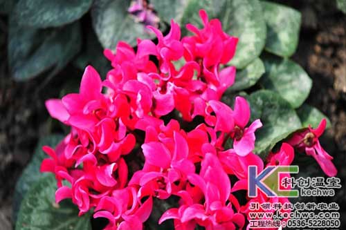 無(wú)土栽培，無(wú)土栽培技術(shù)，無(wú)土栽培設(shè)備